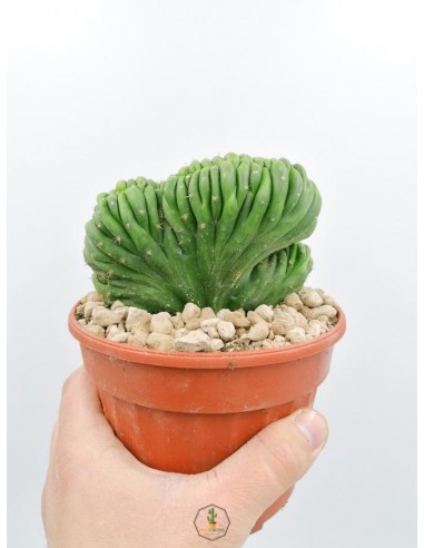 Trichocereus Pachanoi f. crestata - pot 14