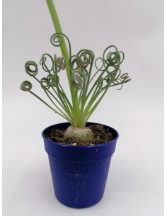 Albuca Spiralis cv. Frizzle Sizzle - pot 5.5