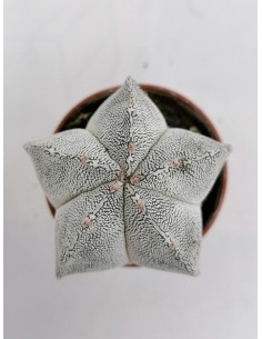 Astrophytum Myriostigma cv. Onzuka
