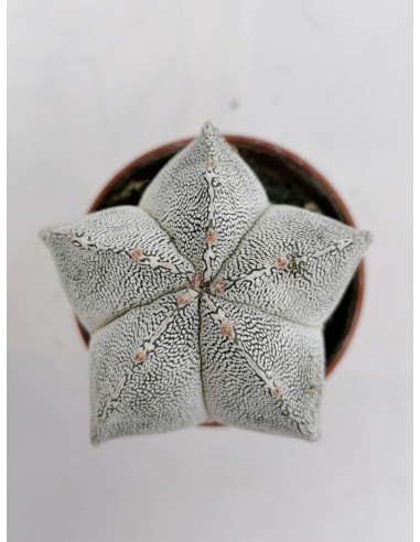 Astrophytum Myriostigma cv. Onzuka