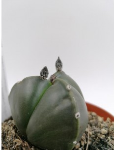 Astrophytum Myriostigma v. tricostatum Nudum  - pot 10