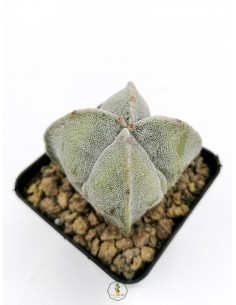Astrophytum myriostigma cv.fukuryu quadricostatum - pot 7x7