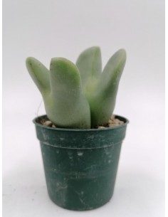 Conophytum Bilobum - pot 6.5