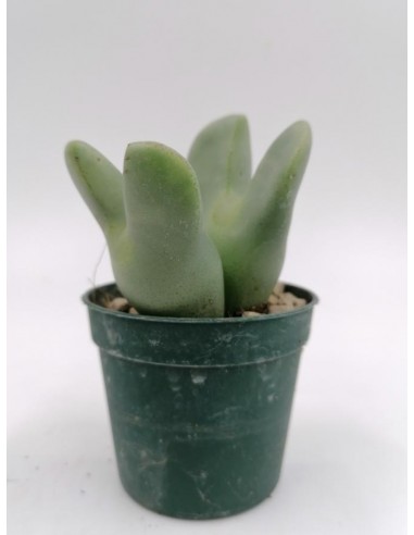 Conophytum Bilobum - pot 6.5