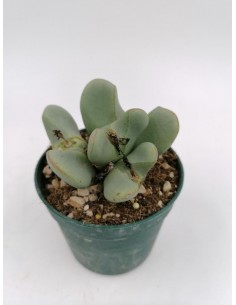 Conophytum blandum - pot 6.5