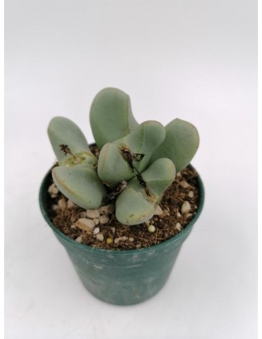 Conophytum blandum - pot 6.5