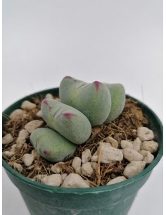 Conophytum Meyeri - pot 6.5