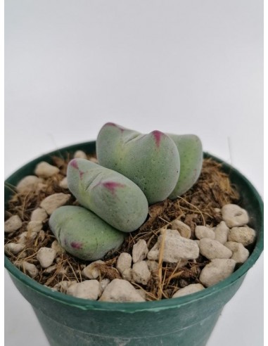 Conophytum Meyeri - pot 6.5