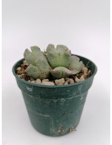 Conophytum Velutinum Komaggas - pot 6.5