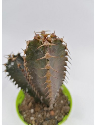 Euphorbia Canariensis - pot 8