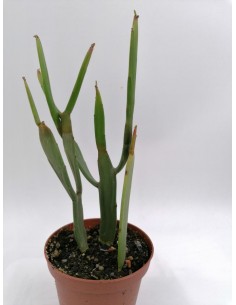 Euphorbia Xylophylloides - pot 10