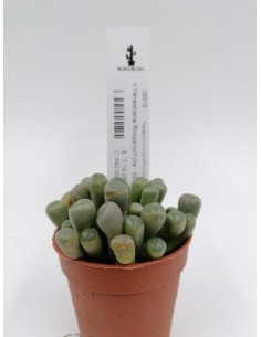 Fenestraria Rhopalophylla - pot 5.5