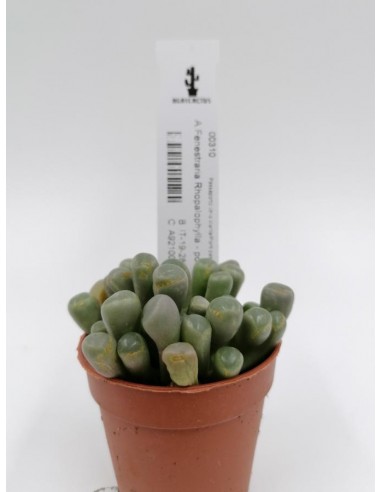 Fenestraria Rhopalophylla - pot 5.5