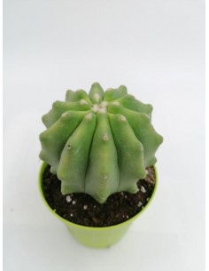 Ferocactus Glaucescens f. inermis - pot 8