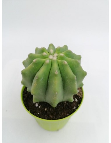 Ferocactus Glaucescens f. inermis - pot 8