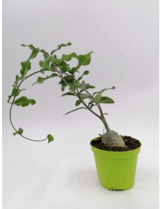 Fockea Edulis - pot 8