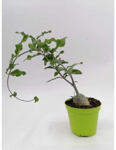 Fockea Edulis - pot 8