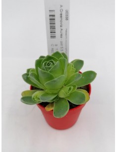 Greenovia Aurea - pot 5,5