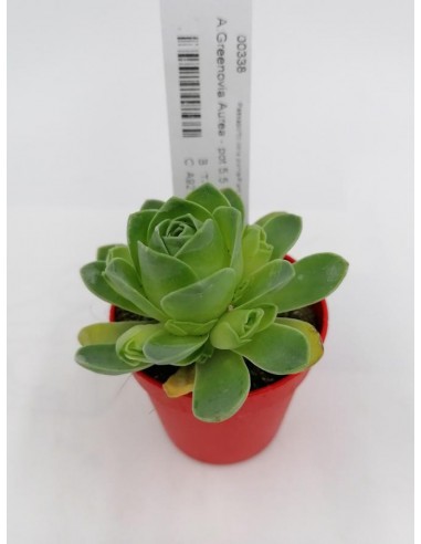 Greenovia Aurea - pot 5,5