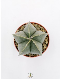 Astrophytum Myriostigma Nudum