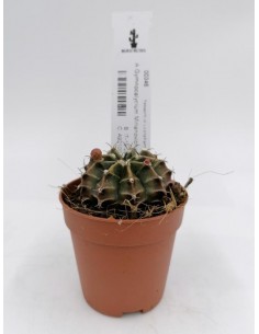 Gymnocalycium Mihanovichii - pot 5,5