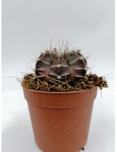 Gymnocalycium Mihanovichii - pot 6.5