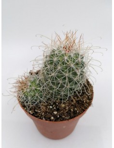 Mammillaria Geminispina var. nobilis - pot 10