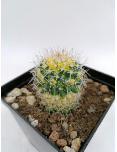 Mammillaria Wagneriana variegata - pot 9x9