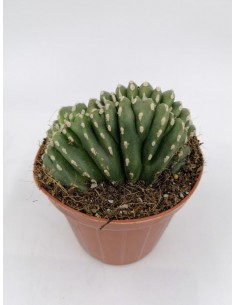 Marginatocereus Marginatus crestato - pot 7,5