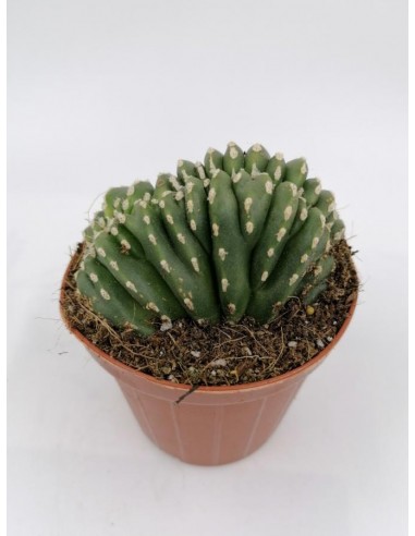 Marginatocereus Marginatus crestato - pot 7,5