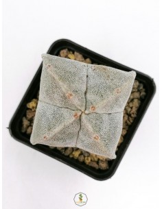 Astrophytum myriostigma quadricostatum - pot 7x7