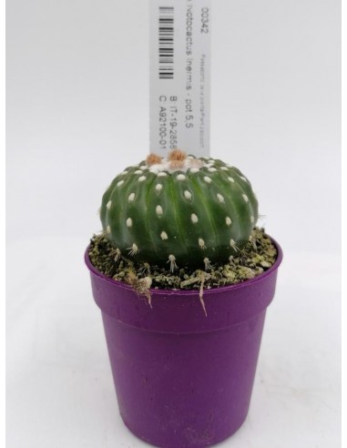 Notocactus Inermis - pot 5,5