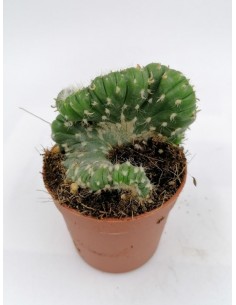 Opuntia Cylindrica cristata - pot 6,5