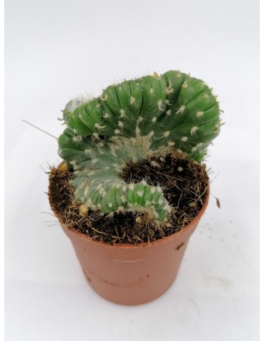 Opuntia Cylindrica cristata - pot 6,5