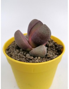 Pleiospilos Nelii cv. Royal Flush - pot 6.5
