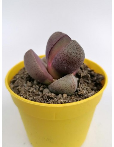 Pleiospilos Nelii cv. Royal Flush - pot 6.5