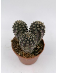 Rebutia Pygmaea var. diersiana - pot 6,5