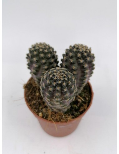 Rebutia Pygmaea var. diersiana - pot 6,5