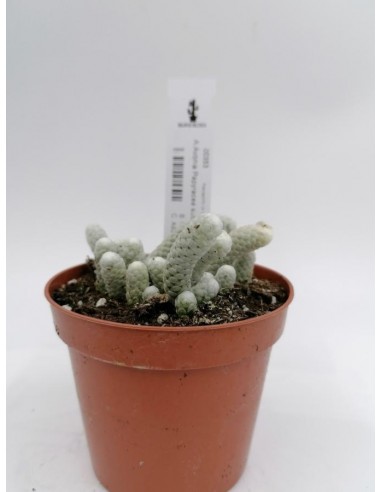 Avonia Papyracea subs. Namaensis - pot 8
