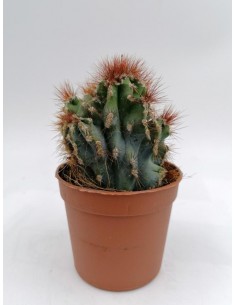Cereus Peruvianus Monstrose - pot 6,5