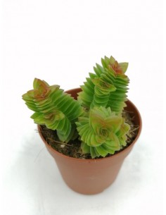 Crassula Estagnol - pot 5,5