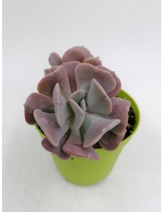 Echeveria Cubic frost - pot 8