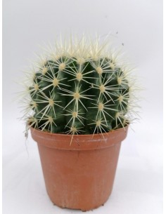 Echinocactus grusonii - pot 10