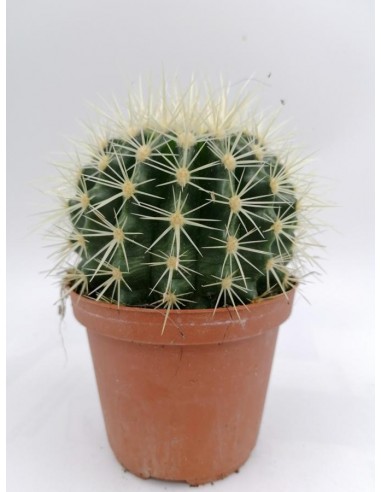 Echinocactus grusonii - pot 10