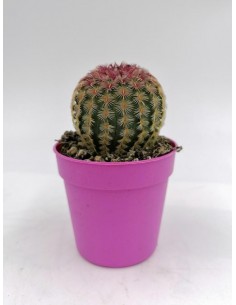 Echinocereus Rigidissimus var. rubrispinus - pot 5,5