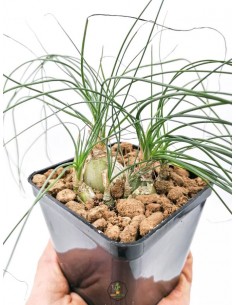 Albuca Humilis - pot 8x8