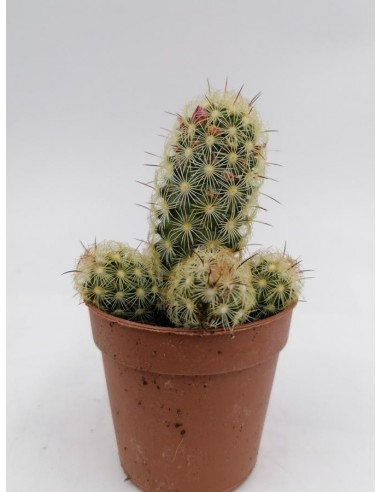 Mammillaria Elongata Lemon - pot 5,5