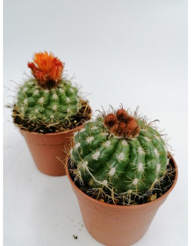 Notocactus Horstii - pot 6,5