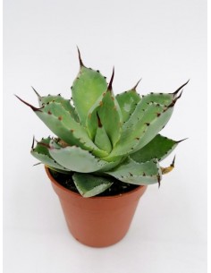 Agave Kichiokan - pot 5,5