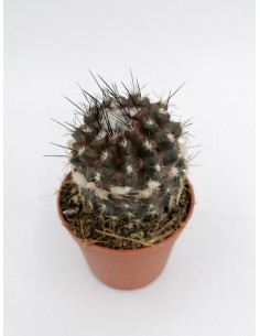 Copiapoa Tenuissima -  pot 6,5